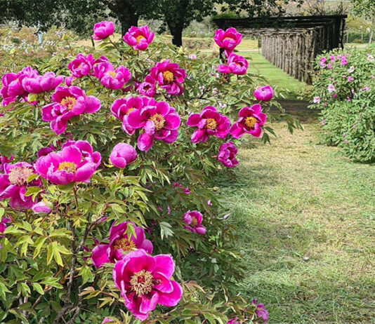 Weekend, marzo si chiude con una carica di eventi e il sole strizza l’occhio alla primavera, torna l’ora legale FIORITURA DELLE PEONIE-CENTRO BOTANICO MOUTAN-WEEK
