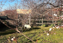 Cna, il ristorante Da Benedetta e il parco Anthaia pronti a unirsi: prende vita la favola di Chiara Porcari Il parco Anthaia