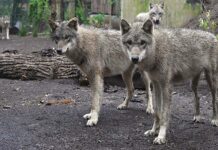 giovani lupi grigi eurasiatici