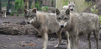 Il Bioparco di Roma accoglie quattro giovani lupi grigi eurasiatici giovani lupi grigi eurasiatici