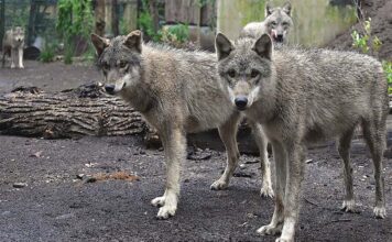 giovani lupi grigi eurasiatici