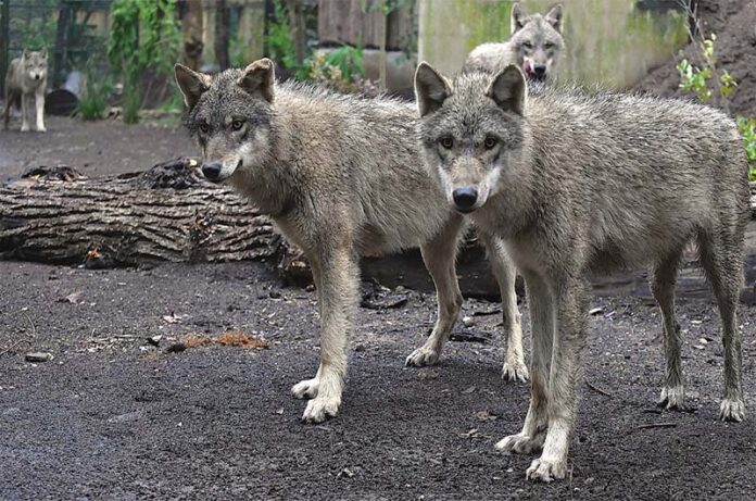 giovani lupi grigi eurasiatici