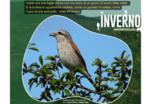 mostra ad acquapendente