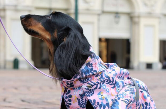 passeggiata dei bassotti