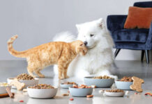 petfood-iva al 22percento