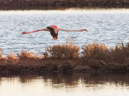Saline di Tarquinia, 12 milioni di euro per il futuro del sito