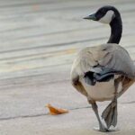 DSC_4633 OCA FACCIA BIANCA_edited