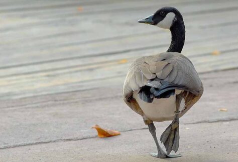 DSC_4633 OCA FACCIA BIANCA_edited
