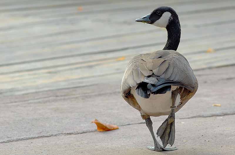DSC_4633 OCA FACCIA BIANCA_edited