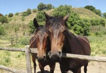 Festa della Merca week