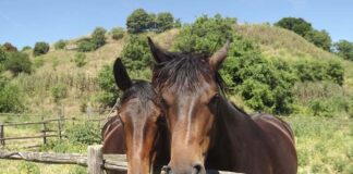 Festa della Merca week