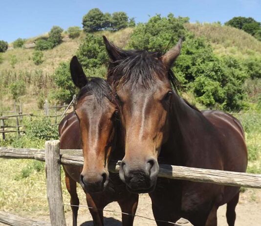 Festa della Merca week