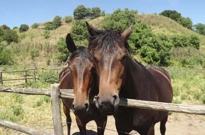 Festa della Merca week