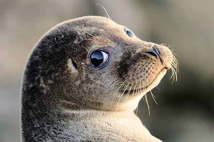 Foca monaca Tirreno centrale