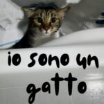 Iosonoungatto