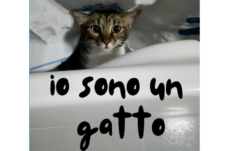 Iosonoungatto