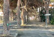 TRATTAMENTI COCCINIGLIA TARTARUGATA