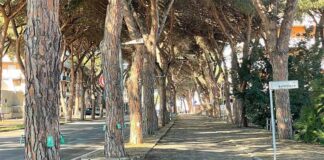 TRATTAMENTI COCCINIGLIA TARTARUGATA