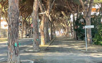 TRATTAMENTI COCCINIGLIA TARTARUGATA