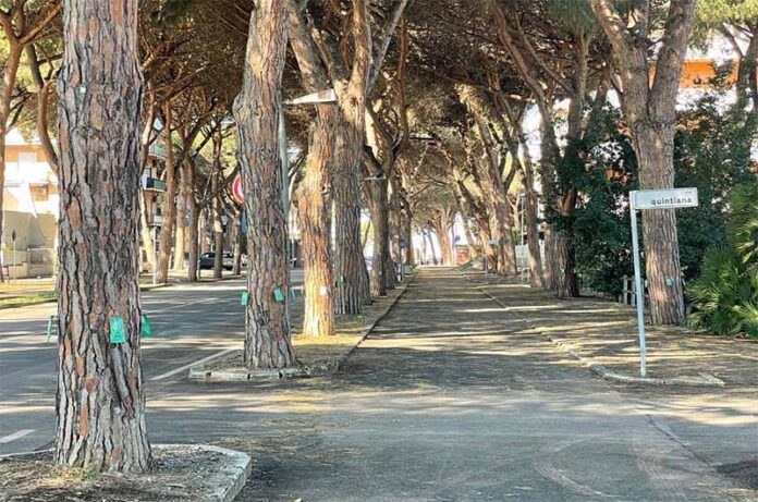 TRATTAMENTI COCCINIGLIA TARTARUGATA