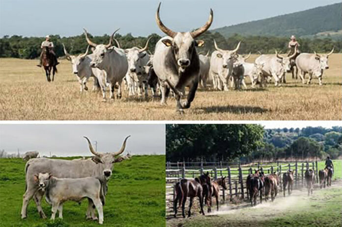 allevamento Mariotti