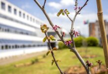 palazzo di giustizia viterbo verso la giornata della legalità