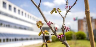 palazzo di giustizia viterbo verso la giornata della legalità