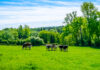 Al via il nuovo corso on line dedicato al Sistema di Qualità Nazionale Benessere Animale SQNBA