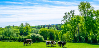 Al via il nuovo corso on line dedicato al Sistema di Qualità Nazionale Benessere Animale SQNBA