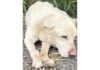 A Tarquinia un’anziana cagnolina bisognosa di cure abbandonata al Lido CAGNOLONA ABBANDONATA