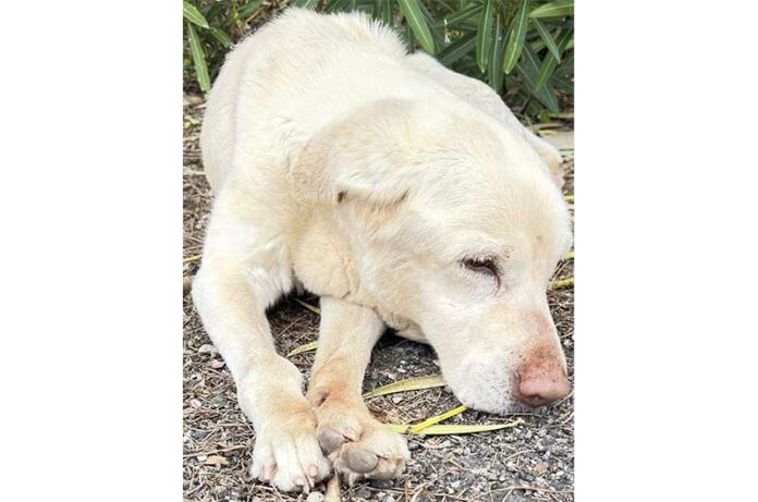 CAGNOLONA ABBANDONATA