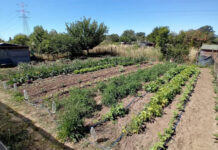 Orti per uso familiare-Università Agraria di Tarquinia