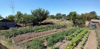 Università Agraria di Tarquinia, pubblicato il bando per la richiesta di concessione Orti per uso familiare Orti per uso familiare-Università Agraria di Tarquinia