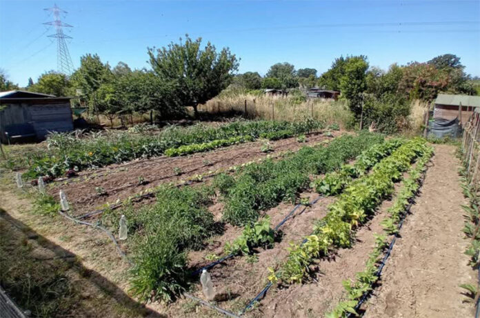 Orti per uso familiare-Università Agraria di Tarquinia