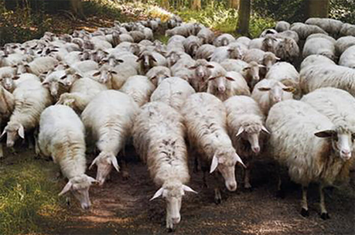 Pascolo e Transumanza a Caprarola Pascolo e Transumanza a Caprarola