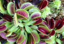 Pianta Carnivora