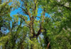 Settimana Europea dei Parchi, alla Riserva Naturale Selva del Lamone torna la festa alla primavera Riserva Naturale Selva del Lamone