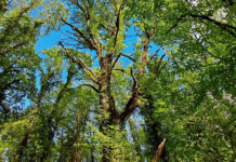 Settimana Europea dei Parchi, alla Riserva Naturale Selva del Lamone torna la festa alla primavera Riserva Naturale Selva del Lamone