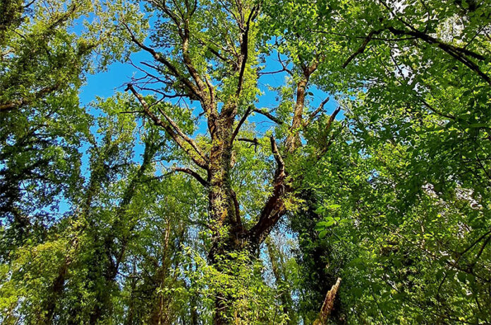 Riserva Naturale Selva del Lamone