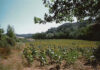 girasoli-nel-bosco.jpg speculazione ecologica