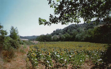 girasoli-nel-bosco.jpg speculazione ecologica