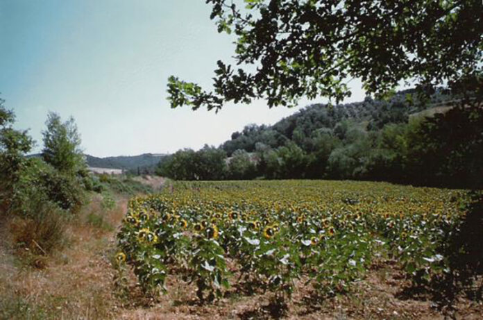 girasoli-nel-bosco.jpg speculazione ecologica girasoli-nel-bosco.jpg speculazione ecologica