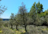 oliveto del Belvedere