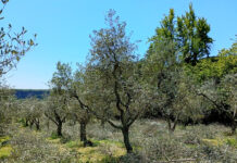oliveto del Belvedere