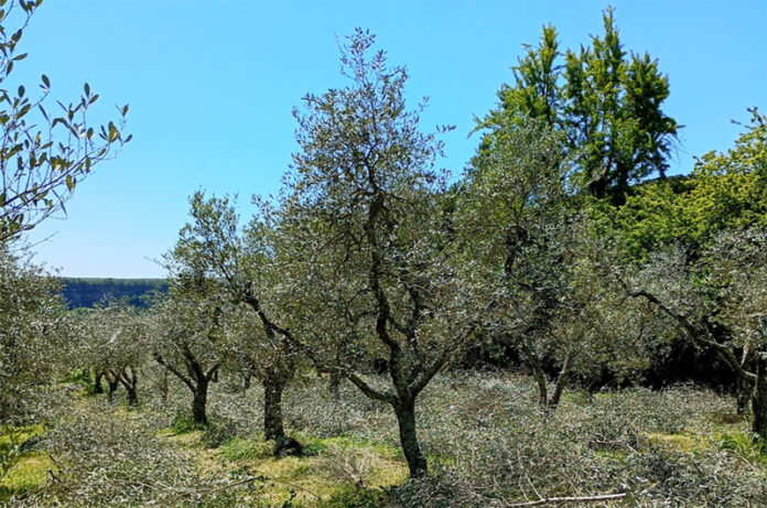 oliveto del Belvedere