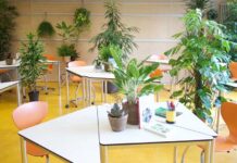 piante in classe