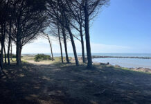 pineta e spiaggia di San Giorgio-Tarquinia