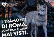 Il Bioparco al tramonto:prolungamento orario straordinario fino alle 21.30
