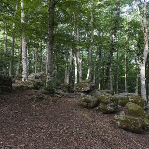 Faggeta di Monte Fogliano