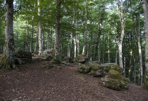 Faggeta di Monte Fogliano